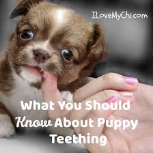 Your puppy has 28 milk teeth. What You Should Know About Puppy Teething I Love My Chi