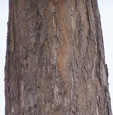 Image result for Dalbergia fischeri