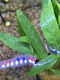 Image result for Hygrophila cataractae