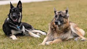 Biden's press secretary jen psaki said someone at the white house approached major, the family's youngest dog, on march 8, 2021, and the hound the exact condition of the victim is unknown, however, the episode was serious enough that the dogs were subsequently moved to wilmington. Gcyugp8bbab3fm