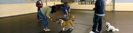 Puppies are very cute but they have important and very specific needs. Puppy Board Train Just For Puppies K9u Chicago