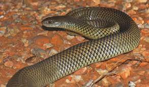 Desert Vet Dr Rick Fenny Reflects On Career Inland Taipan Snake Dangerous Animals