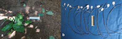 Image result for Monanthotaxis buchananii