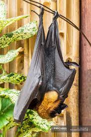 The monster size of a giant bat has horrified people on social media after a photo of the creature went viral. A Giant Golden Crowned Flying Fox Bat Hanging Upside Down Indonesia Mammal Outside Stock Photo 240752818