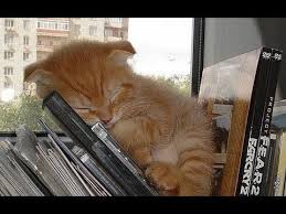 Who knows… here are some very funny pics of cats lounging around and doing their best to imitate us human beings. Cat Sleeping Strange Position World Cat Comedy