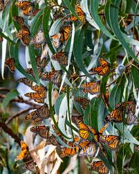 The butterfly count at the Monarch Butterfly Grove in Pismo Beach are down  quite a bit this year (only 205 as of 12/18/2024!