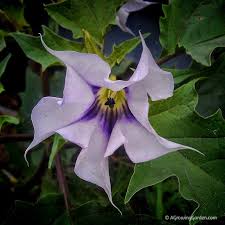 Grows 8 long flanked by masses of 10 leaves. Angel S Trumpet Flower Or Devil S Trumpet Flower