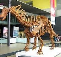 Dinosaur Handmade Giant Amargasaurus Fossil Dinosaur Skull ...