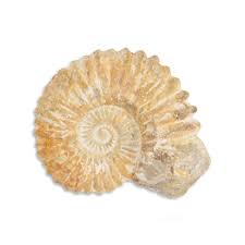Ammonites first appearing in the fossil record 240 million years ago, descending from straight shelled cephalopods. Agadir Ammonites British Fossils