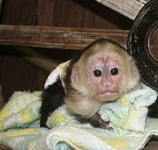 Full grown capuchins monkey can weight up to 0.9 kg. Capuchin Monkeys For Sale