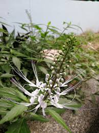 Image result for Orthosiphon schimperi