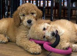 Check spelling or type a new query. Judge Upholds Maryland Ban On Pet Stores Sale Of Cats Dogs