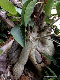 Image result for Ficus fischeri