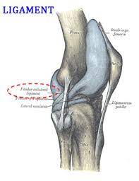 The solutions to tissues class 9 chapter cover all the concepts of this chapter and the questions are explained according to the cbse pattern for fetching impressive marks. Difference Between Tendon And Ligament Easy Biology Class
