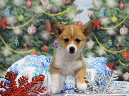 Here at petland kennesaw in georgia, we pride ourselves on being the most knowledgeable about matching our puppies for sale with the right family and making sure everyone. Pembroke Welsh Corgi Dog Female Sable And White 2941985 Petland Dunwoody Puppies For Sale