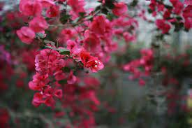 All varieties have been preserved to ensure they will not wilt in the same way living plants would. The Siberian Bougainvillea Paper Flower Flowers Plants Nature Petal Red Bougainvillea Glabra Flower Pxfuel