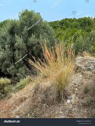 Image result for Hyparrhenia newtonii