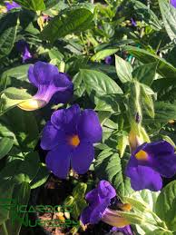 Image result for Thunbergia battiscombei