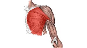 Almost every muscle constitutes one part of a pair of identical bilateral muscles, found on both sides, resulting in approximately 320 pairs of muscles. Muscles Used In Bench Press A Complete Guide Powerliftingtechnique Com