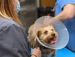 1,029 likes · 21 talking about this · 256 were here. Spartanburg Veterinary Surgeries Surgeon Veterinary