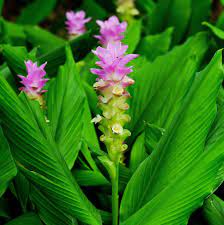 Allium Ampeloprasum Easy To Grow Bulbs Plants Ginger Flower