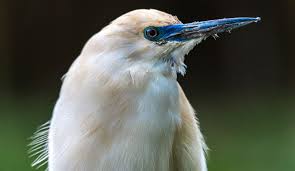 Image result for Rhynchosia alluaudii