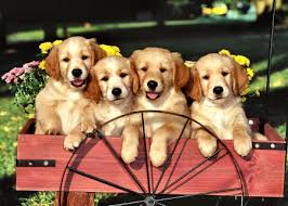 Maybe you would like to learn more about one of these? Golden Retriever Puppies For Sale Pure Breed Reputable Breeder