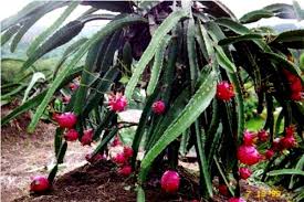 It is not grown in north america, which is why the plant is not. Pin On How Does Your Garden Grow