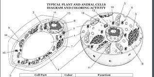 The cytoplasm is like a big soup of. Typical Plant And Animal Cells Diagram 1 8 Diagram Quizlet