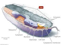 Proteoglycans and glycoproteins are generic structural components of a glycocalyx. Page 1