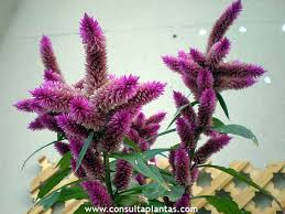 Image result for Celosia argentea