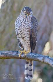 Raptors or birds of prey capture live prey, have large talons (nails), and a hooked beak. 900 Birds Of Prey Ideas In 2021 Birds Of Prey Birds Prey