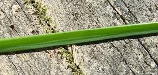 Image result for Nothoscordum borbonicum