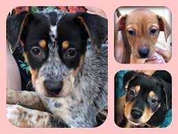 Dog and puppy rescue based near denver colorado. Mama Ruby S Puppies Are Today S Litter Moms And Mutts Colorado Rescue For Pregnant And Nursing Dogs Facebook