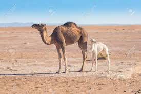 Two camels in a desert. Mother And Baby Camel In Sahara Desert Beautiful Wildlife Near Stock Photo Picture And Royalty Free Image Image 136894886