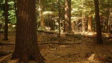 Savoy Mountain State Forest Mass Gov