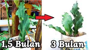 We did not find results for: Daun Gelombang Cinta Cepat Bertambah Ini Caranya Youtube