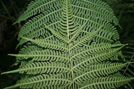 Image result for Pteris tripartita