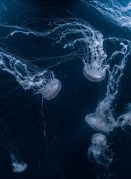 It is free and easy to install. Live Jellyfish Wallpapers 4k Hd Live Jellyfish Backgrounds On Wallpaperbat