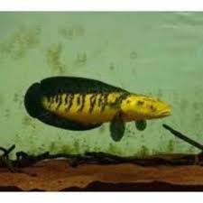 Ikan hias predator asli indonesia. Harga Ikan Hias Predator Air Tawar Terbaru Juni 2021 Biggo Indonesia