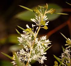 Image result for Grewia cyclopetala