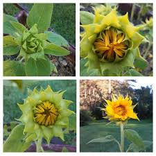 What are the stages of a sunflower? The Stages Of A Dwarf Sunflower Blooming Sunflowers Gardening Photostakenbyrosemary Capturedit Dwarf Sunflowers Blooming Sunflower Sunflower Garden