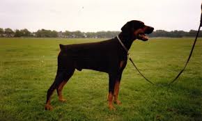 Image result for dog training