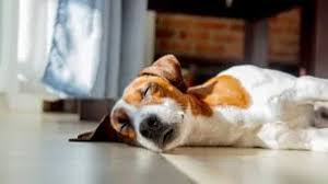 My puppy is breathing fast when sleeping. What To Do If Your Puppy Is Breathing Fast Vet Guru