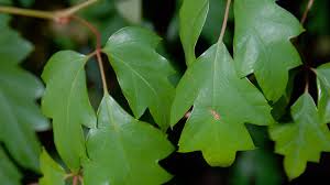 Image result for Cissus integrifolia
