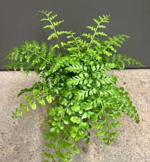 Image result for Asplenium emarginatum