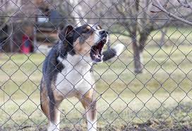 L'homme qui parle aux chiens. Que Faire Contre Un Chien Qui Aboie Gamm Vert