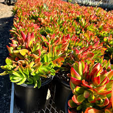 Image result for Crassula capitella