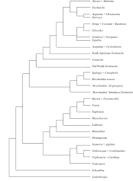 Image result for Sopubia lanata