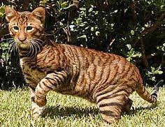 40 Toyger Ideas Cats Toyger Cat Beautiful Cats